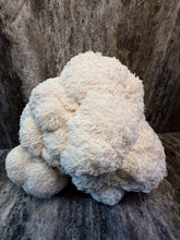 Load image into Gallery viewer, Fresh Mushroom CSA Share