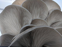 Load image into Gallery viewer, Fresh Mushroom CSA Share