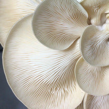 Load image into Gallery viewer, Dried Oyster Mushrooms