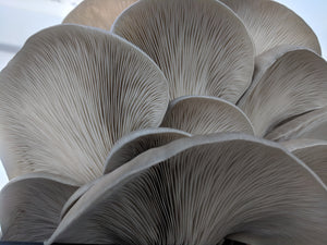 Fresh Mushroom CSA Share