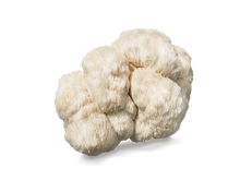 Load image into Gallery viewer, Lion&#39;s Mane Brain Tonic - Monthly Subscription
